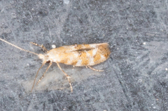 Bucculatrix quadrigemina