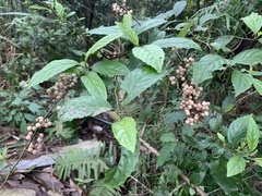 Maesa