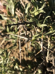 Convolvulus tragacanthoides