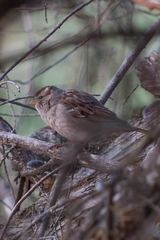 Zonotrichia leucophrys