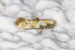 Bucculatrix quadrigemina