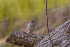 Zonotrichia leucophrys