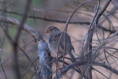 Zonotrichia leucophrys