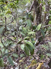 Diospyros sandwicensis