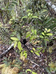 Diospyros sandwicensis