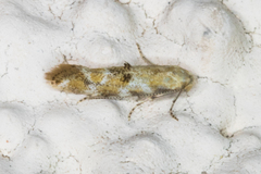 Bucculatrix quadrigemina