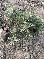 Convolvulus fruticosus
