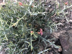 Convolvulus fruticosus