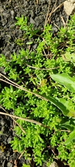Sedum album