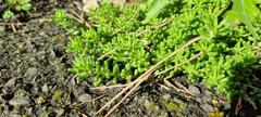 Sedum album
