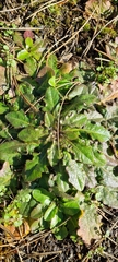 Hypochaeris radicata