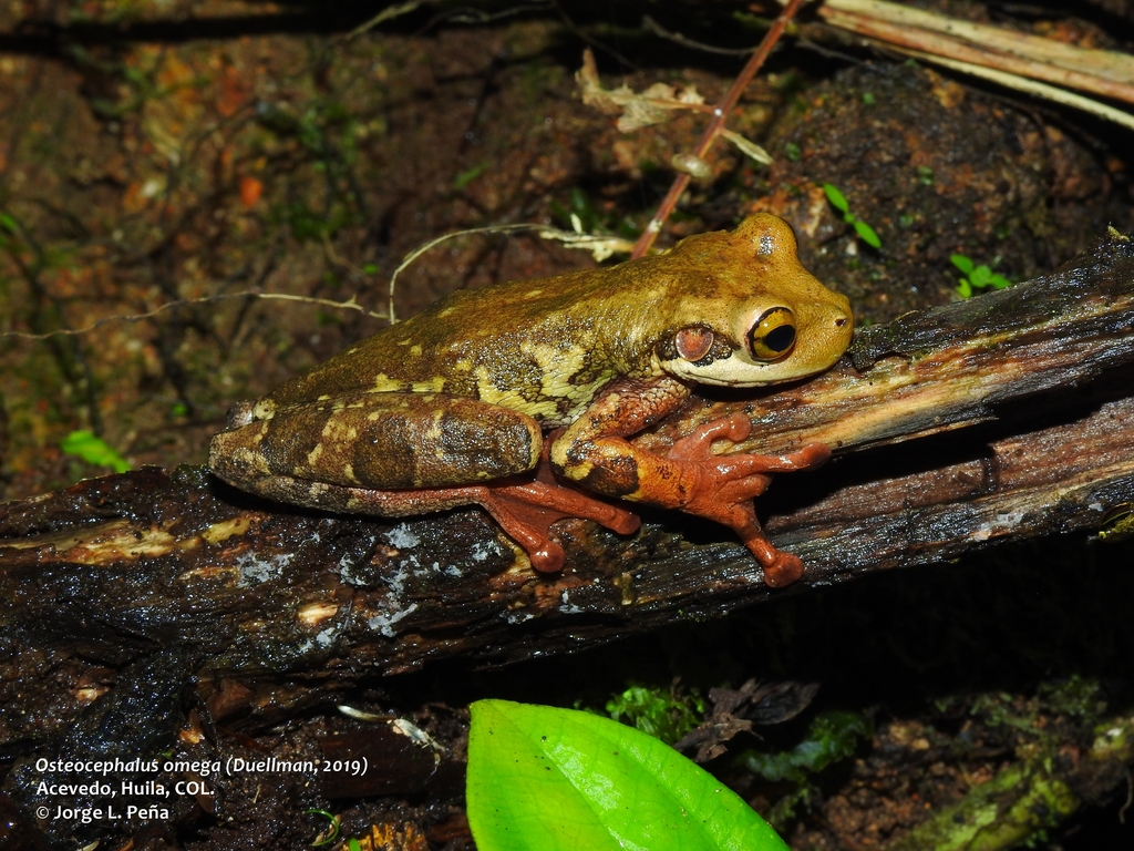 Osteocephalus omega