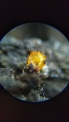 Arachnopeziza aurelia