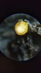 Arachnopeziza aurelia