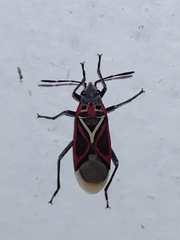 Anochrostomus formosus