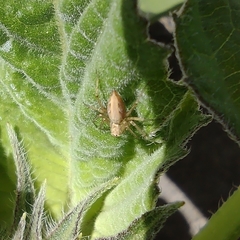Oxyopes