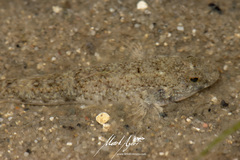 Favonigobius