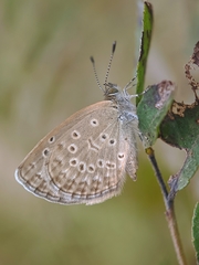 Zizeeria karsandra