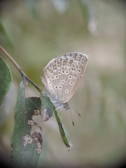 Zizeeria karsandra