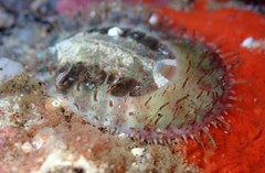 Placiphorella velata