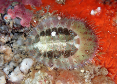 Placiphorella velata