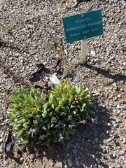 Machairophyllum brevifolium