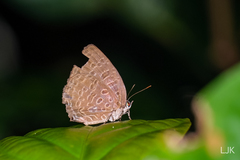 Arhopala pseudomuta