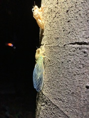 Meimuna opalifera