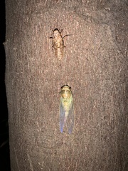 Meimuna opalifera