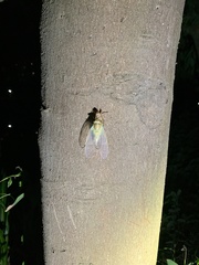 Meimuna opalifera
