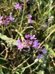 Allium hyalinum