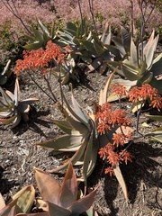 Aloidendron barberae