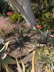 Aloidendron barberae