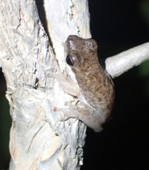 Litoria bicolor