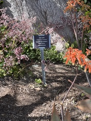 Aloidendron barberae