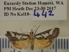 Metallarcha pseliota