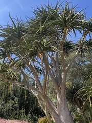 Aloidendron barberae