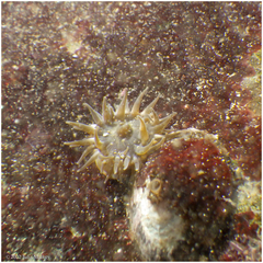 Anthopleura mariae