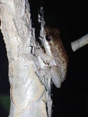 Litoria bicolor