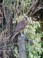 Daptrius chimango temucoensis