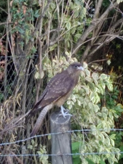 Daptrius chimango temucoensis