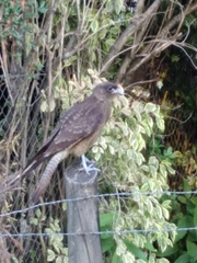 Daptrius chimango temucoensis