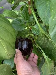 Capsicum frutescens grossum