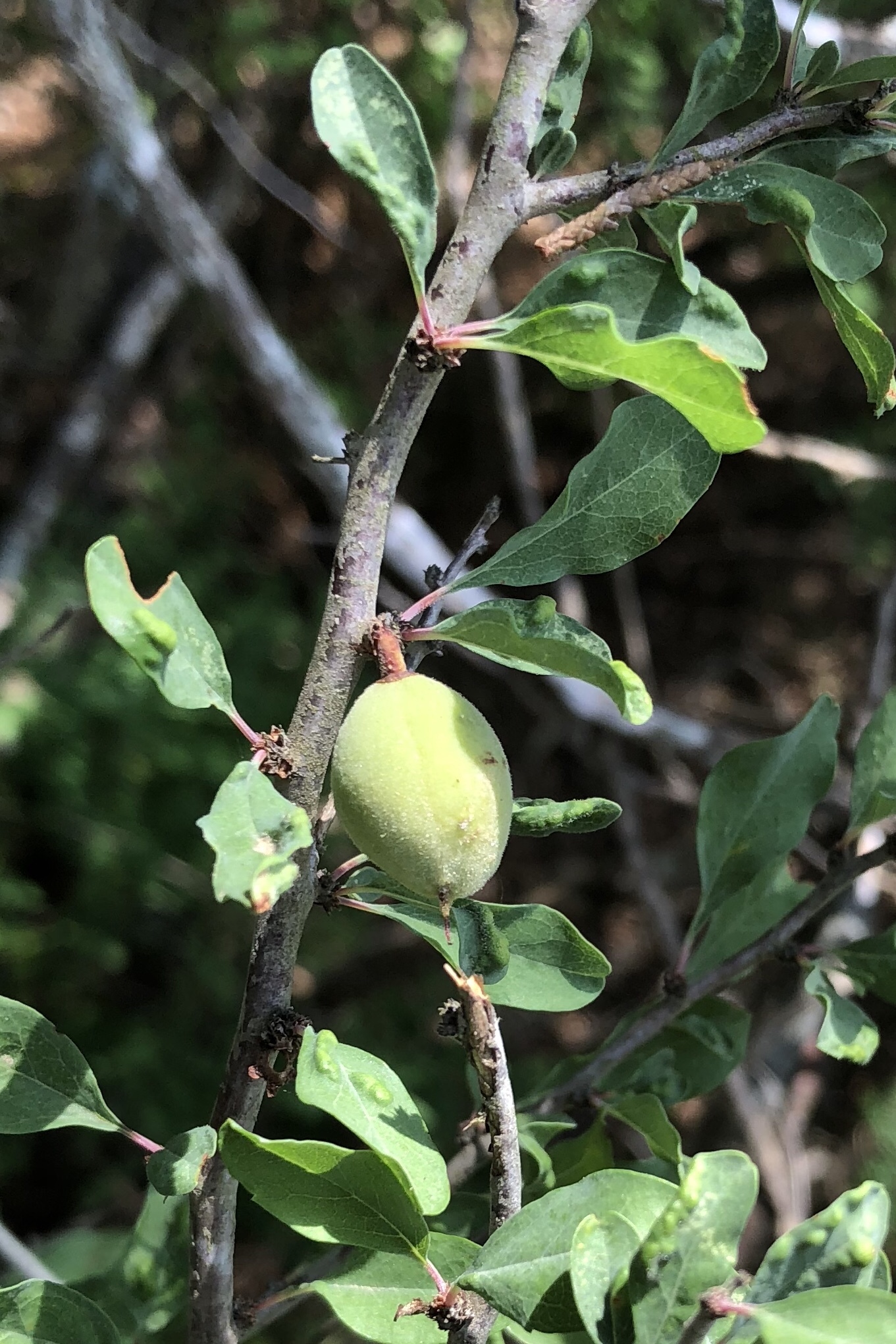 Prunus minutiflora