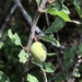 Prunus minutiflora - Photo (c) Ron Chang (curated by Cat Chang), algunos derechos reservados (CC BY-NC), uploaded by Ron Chang (curated by Cat Chang)