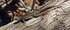 Sceloporus occidentalis