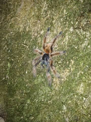 Phrixotrichus vulpinus