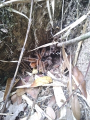 Phrixotrichus vulpinus