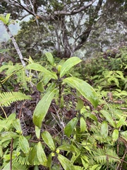 Kadua