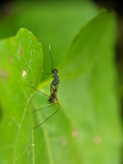 Diptera